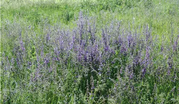 Sauge des prés