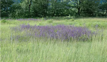 Sauge des prés