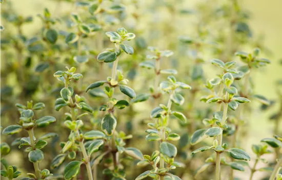 Thymus x citriodorus 'Doone Valley'