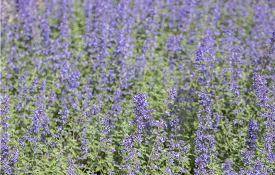 Nepeta x faassenii 'Purrsian Blue' Nepeta x faassenii 'Purrsian Blue'