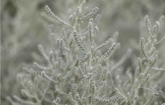 Santolina chamaecyparissus