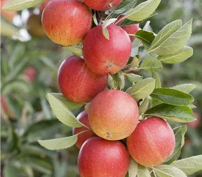 Malus 'Sonate'