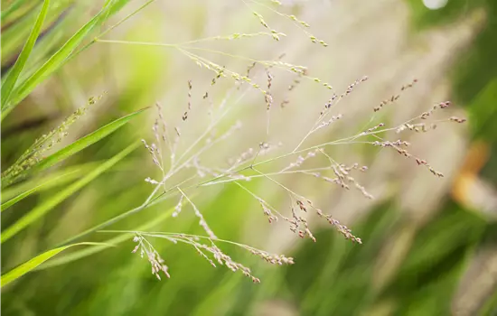 Panicum virgatum 'Cheyenne Sky'