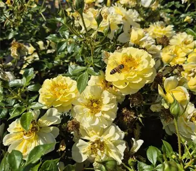Gelbe Babyflor ®