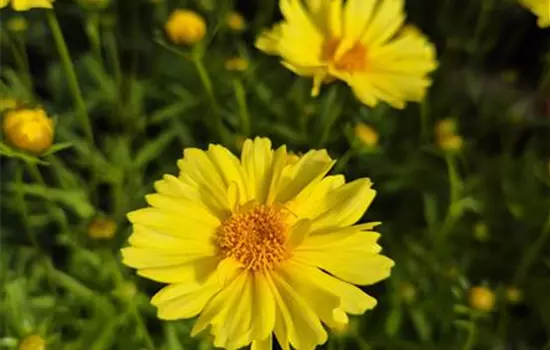 Coreopsis auriculata 'Limoncello'