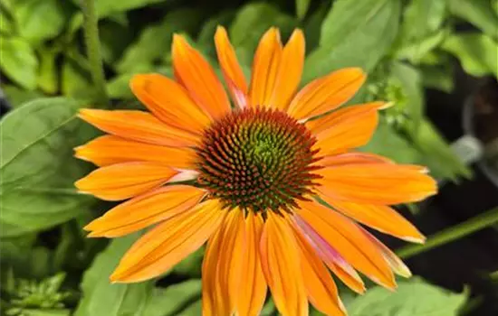 Echinacea purpurea 'Papallo Classic Dragon Fruit'