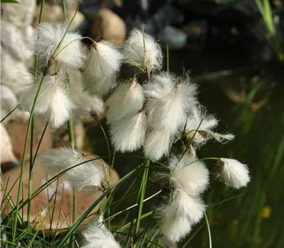 Eriophorum angustifolium Eriophorum angustifolium