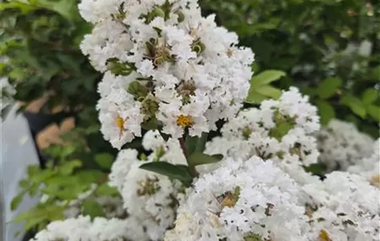 Lagerstroemia i. 'With Love Virgin'