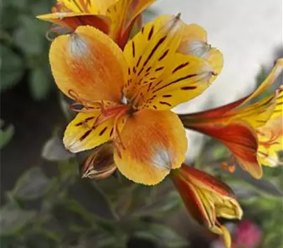 Alstroemeria 'Summer Paradise Summer Breeze'