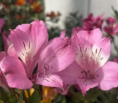 Alstroemeria 'Summer Paradise Summer Saint'