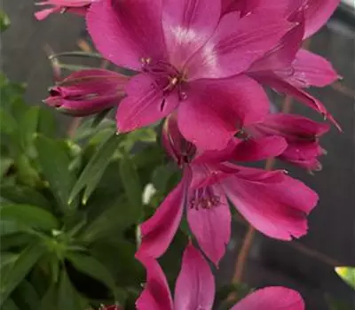 Alstroemeria hybrida 'Inticancha Machu'