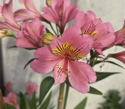 Alstroemeria 'Summer Paradise Summer Rose'