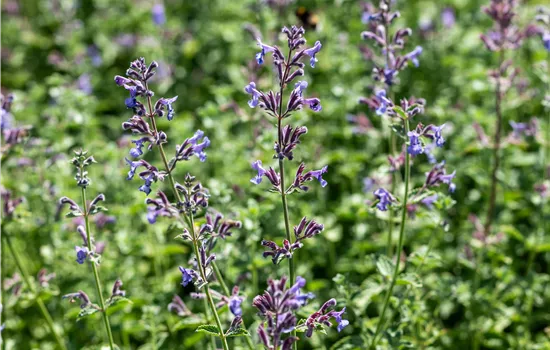 Nepeta x faassenii 'Six Hills Giant' Nepeta x faassenii 'Six Hills Giant'