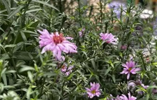 Aster dumosus 'Alpha Pink'