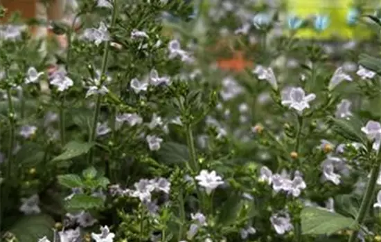 Calamintha nepeta 'Marvelette Blue'