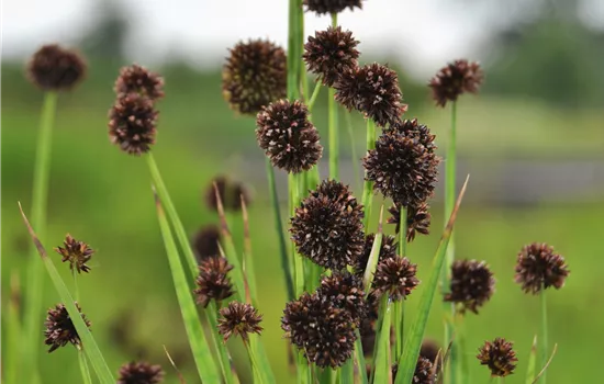Juncus ensifolius
