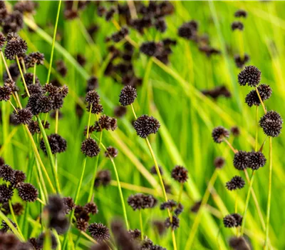 Juncus ensifolius