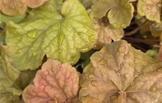 Heuchera hybriden 'Northern Exposure Amber'