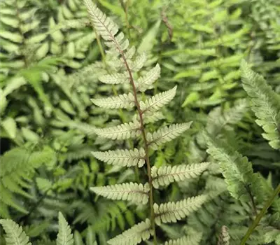 Athyrium niponicum 'Red Beauty'