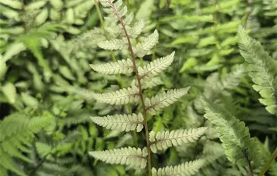 Athyrium niponicum 'Red Beauty'