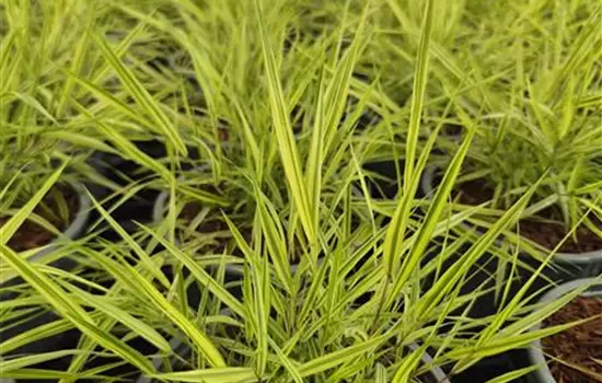 Hakonechloa macra 'Mulled Wine'