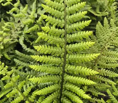 Dryopteris wallichiana