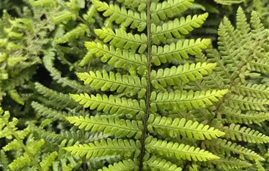 Dryopteris wallichiana