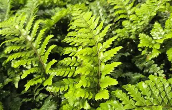 Polystichum polyblepharum