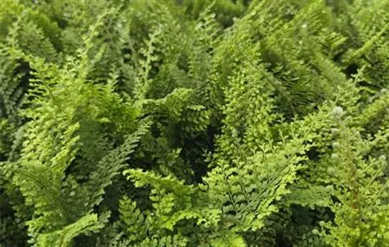 Polystichum set. 'Plumosum Densum'