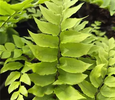 Cyrtomium fortunei clivicola
