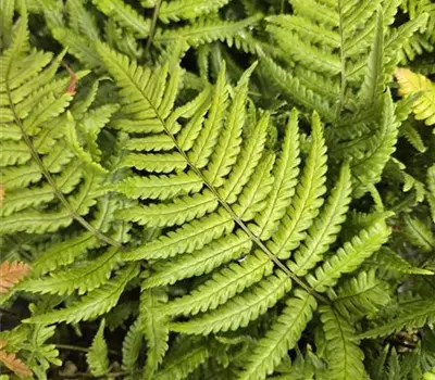 Dryopteris lepidopoda