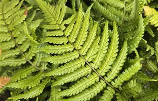 Dryopteris lepidopoda