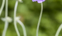 Scabieuse colombaire 'Butterfly Blue'