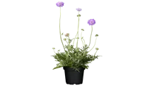 Scabieuse colombaire 'Butterfly Blue'