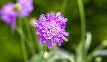 Scabieuse colombaire 'Butterfly Blue'