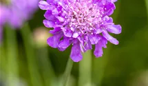 Scabieuse colombaire 'Butterfly Blue'