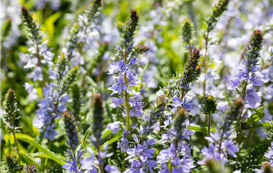 Veronica prostrata Veronica prostrata