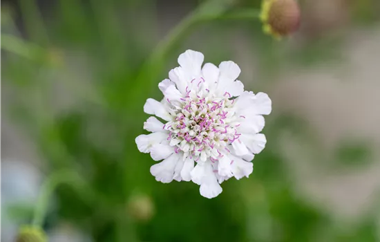 Scabiosa columbaria 'Kudo White'