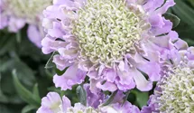 Scabieuse colombaire 'Pink Mist'
