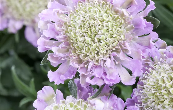 Scabiosa columbaria 'Pink Mist'