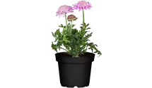 Scabieuse colombaire 'Pink Mist'