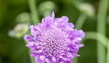 Scabieuse colombaire 'Pink Mist'