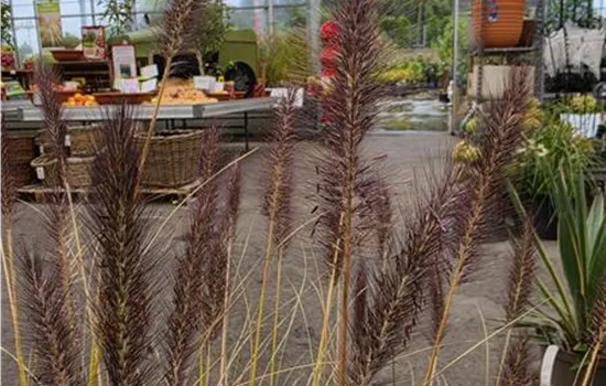 Pennisetum alopecurus 'Black Beauty'