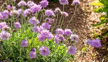 Scabieuse colombaire 'Pink Mist'