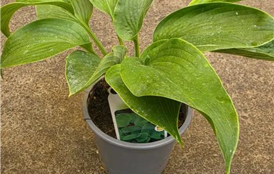 Hosta 'T Rex'