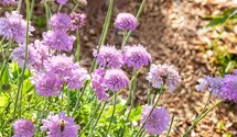 Scabieuse colombaire 'Pink Mist'