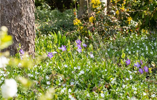 Bodendeckende Stauden für eine flächige Begrünung Bodendeckende Stauden für eine flächige Begrünung
