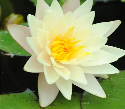 Nymphaea hybrid 'Marliacea Albida' Nymphaea hybrid 'Marliacea Albida'