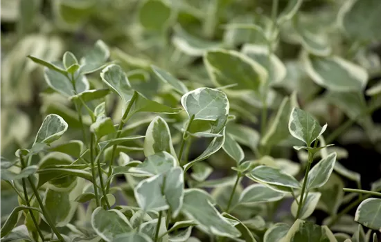 Vinca major 'Variegata' Vinca major 'Variegata'
