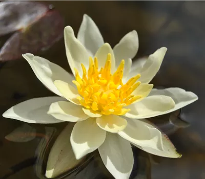 Nymphaea hybrid 'Marliacea Chromatella' Nymphaea hybrid 'Marliacea Chromatella'